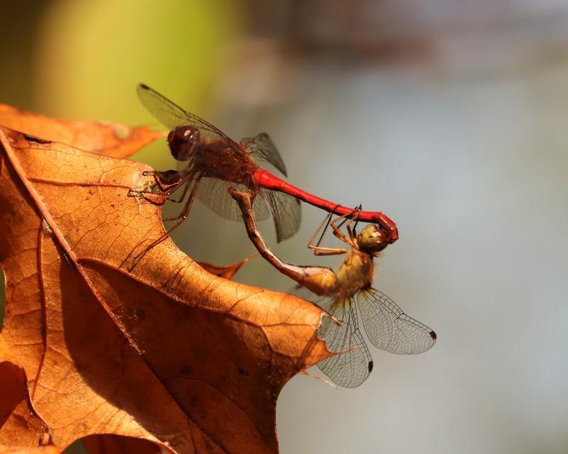 Photo of Autumn Meadowhawk