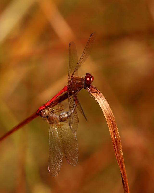 Photo of Autumn Meadowhawk