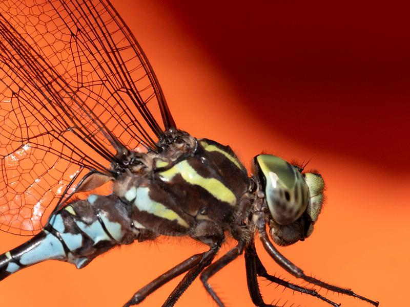 Photo of Green-striped Darner