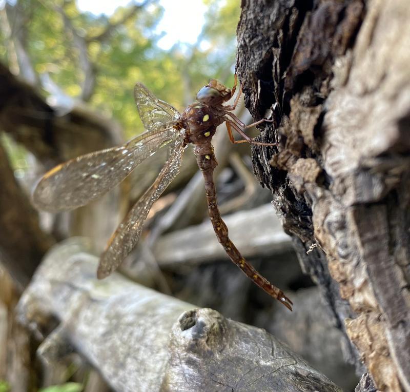 Photo of Fawn Darner