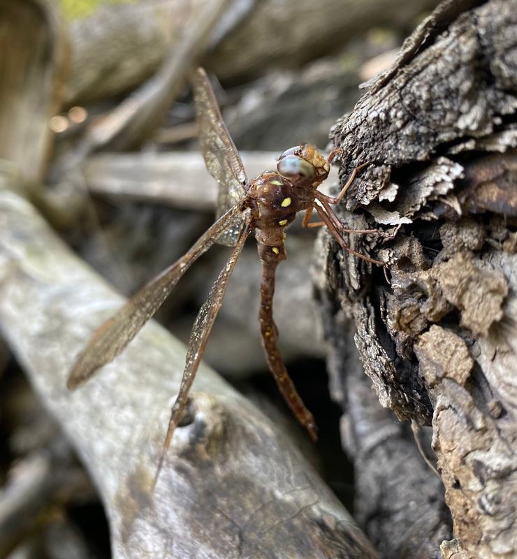 Photo of Fawn Darner