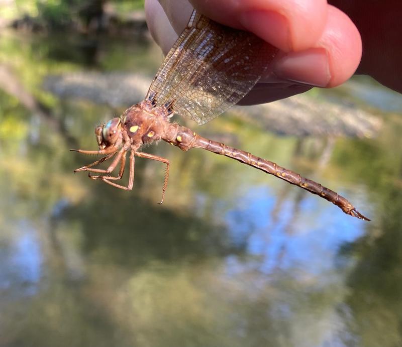 Photo of Fawn Darner