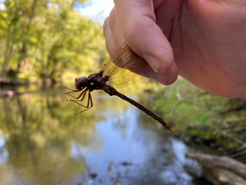 Photo of Fawn Darner