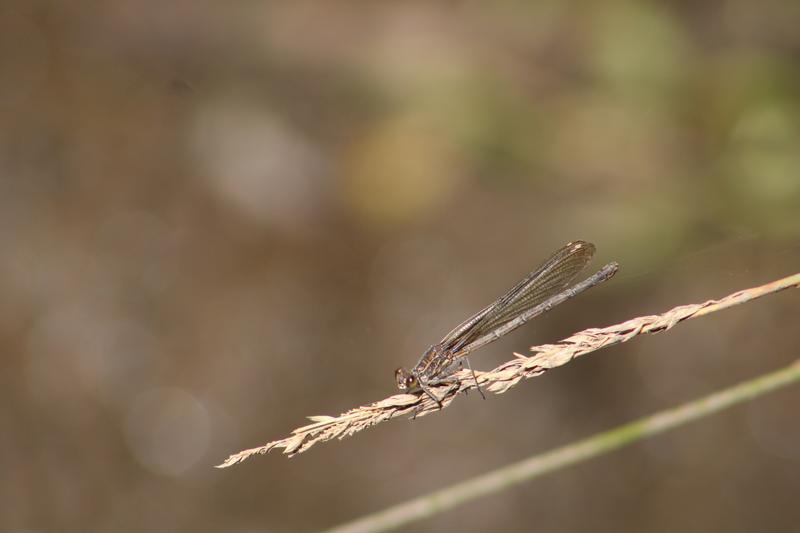 Photo of American Rubyspot