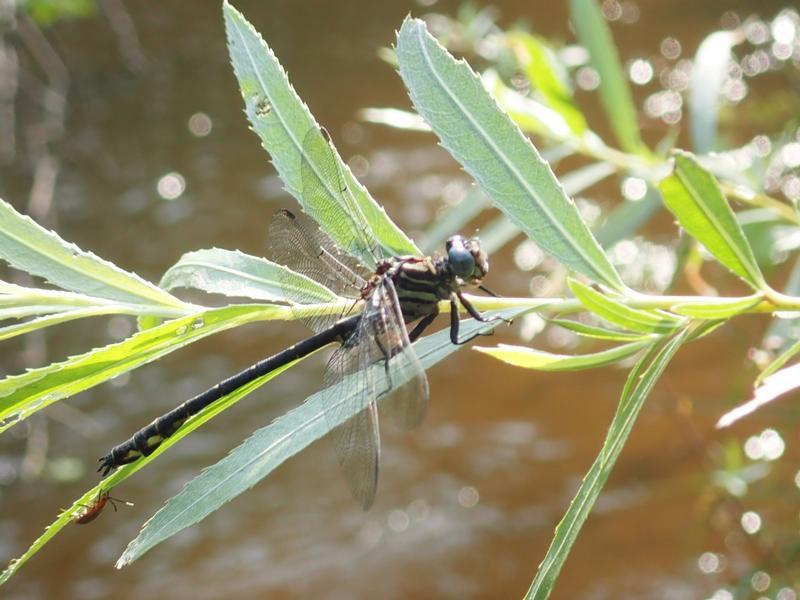 Photo of Elusive Clubtail