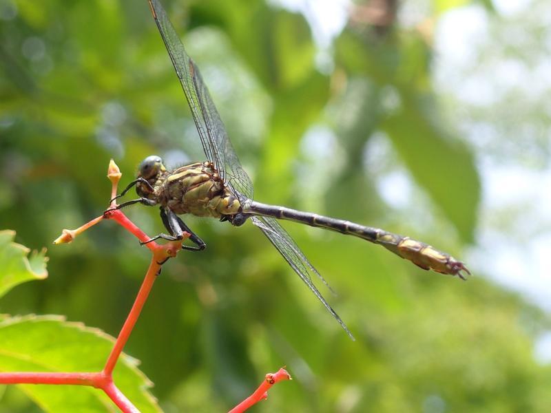 Photo of Elusive Clubtail