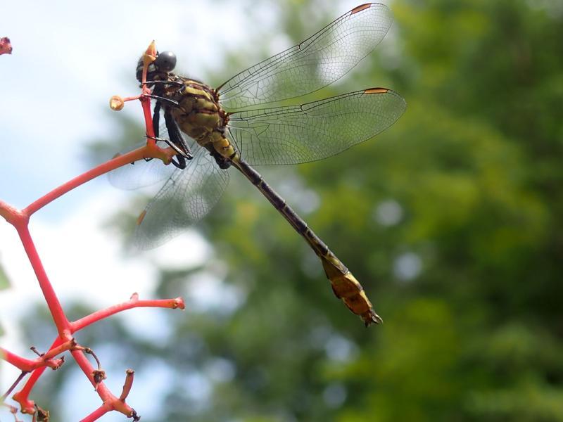 Photo of Elusive Clubtail