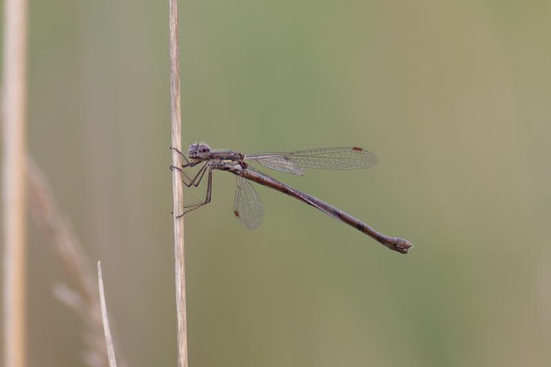 Photo of Spotted Spreadwing