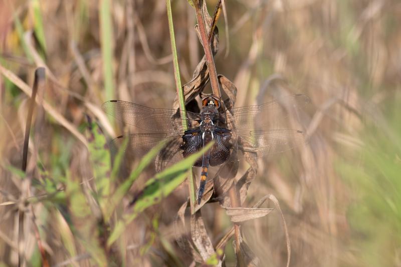 Photo of Black Saddlebags