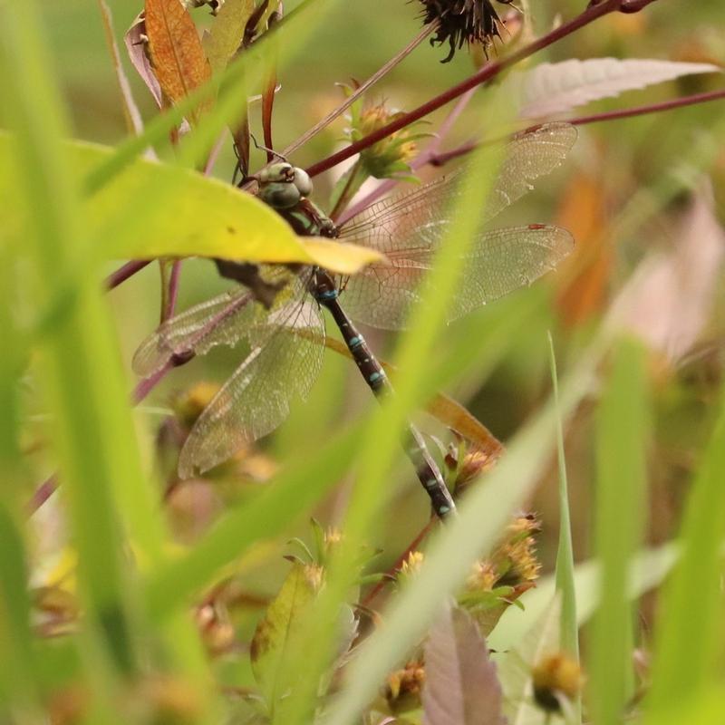 Photo of Shadow Darner