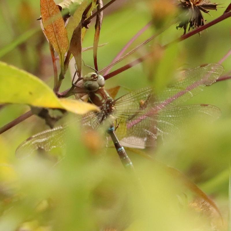 Photo of Shadow Darner