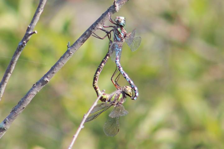 Photo of Canada Darner