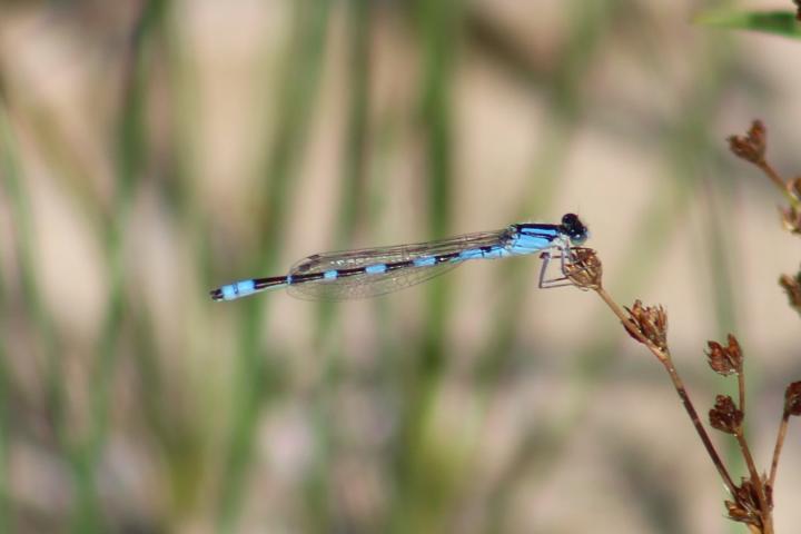 Photo of Tule Bluet