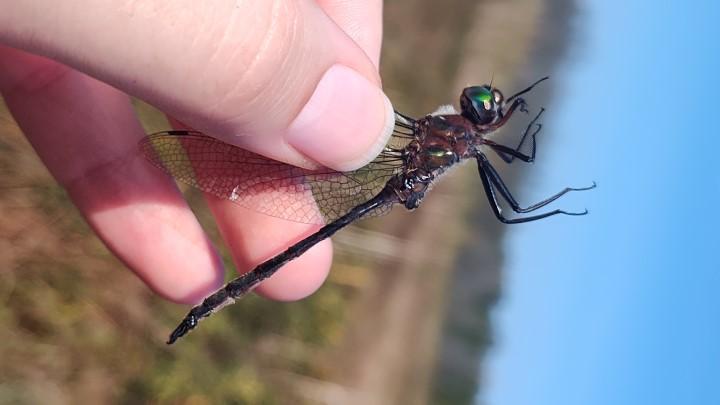 Photo of Williamson's Emerald