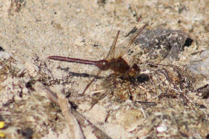 Photo of Saffron-winged Meadowhawk