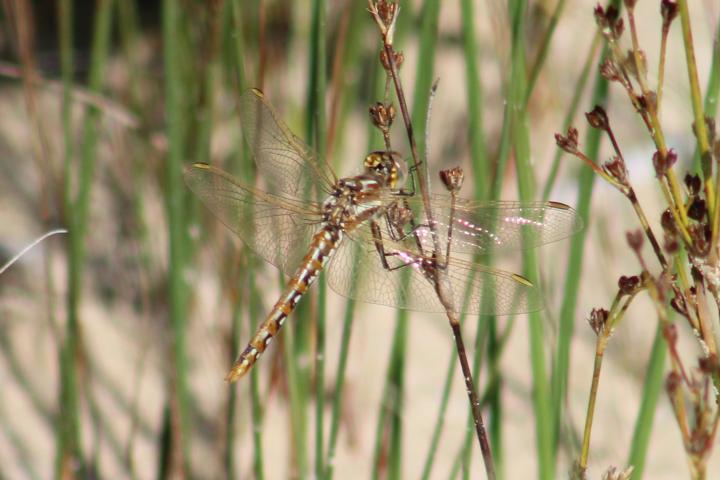 Photo of Variegated Meadowhawk