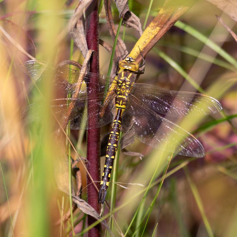 Photo of Lance-tipped Darner