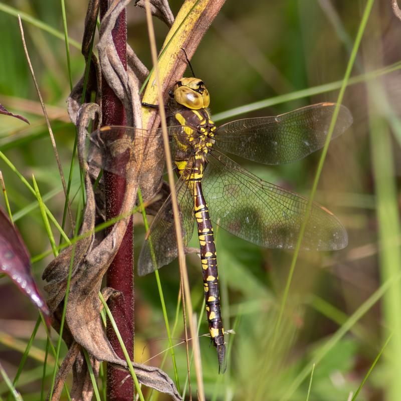 Photo of Lance-tipped Darner