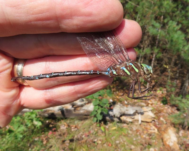 Photo of Shadow Darner