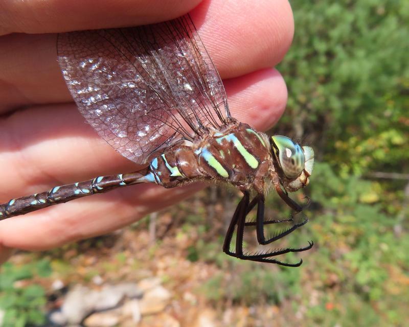 Photo of Shadow Darner