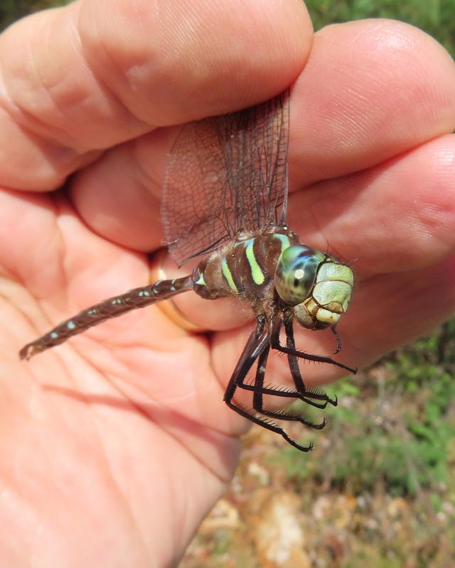 Photo of Shadow Darner