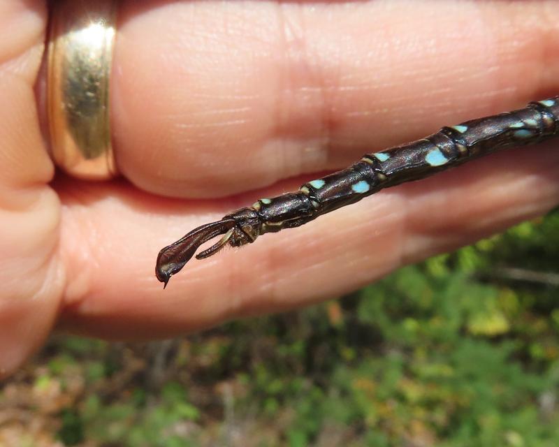 Photo of Shadow Darner