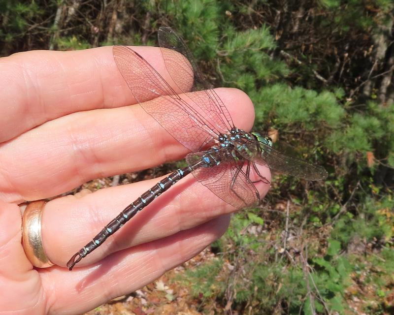 Photo of Shadow Darner