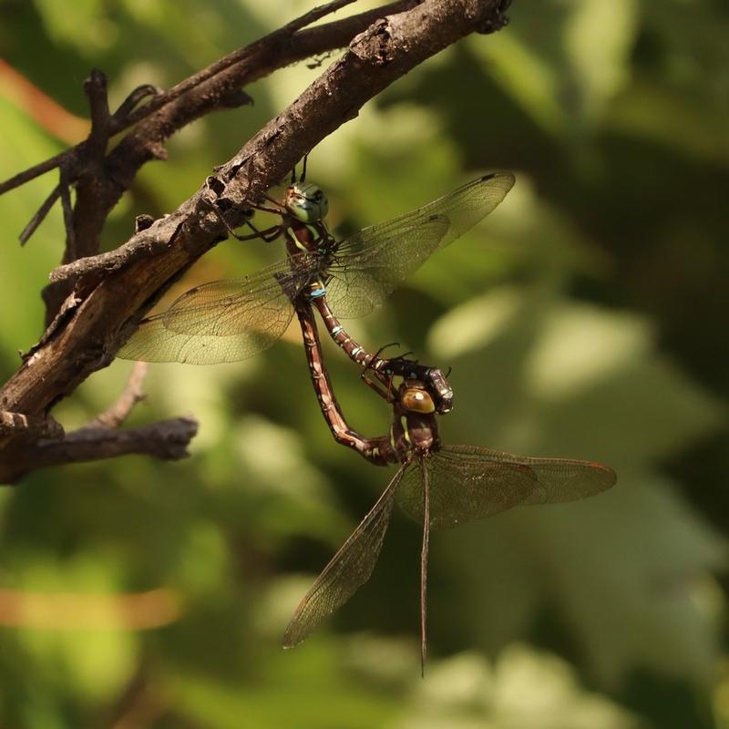 Photo of Shadow Darner