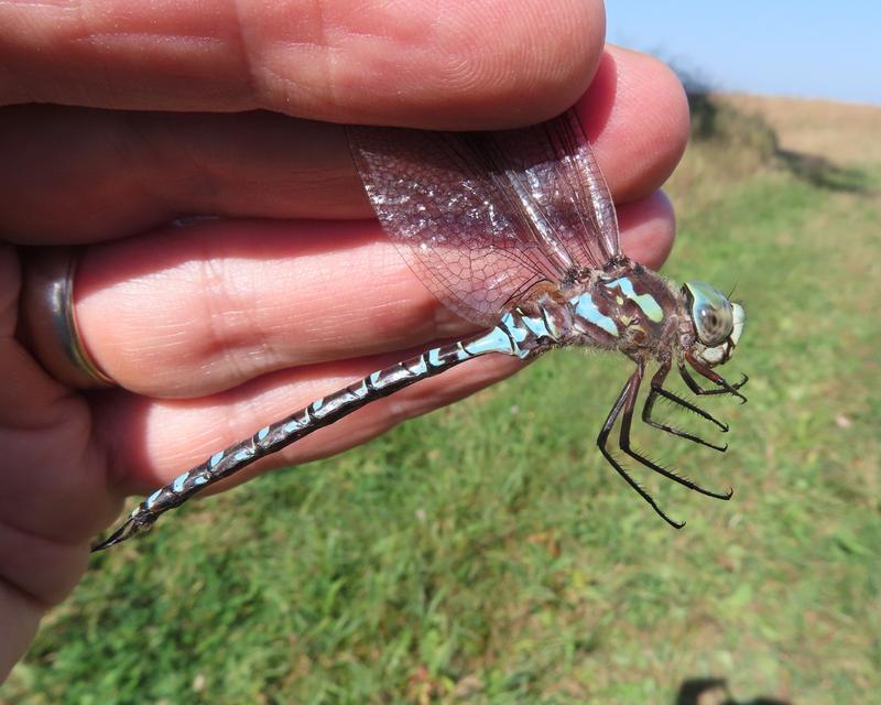 Photo of Canada Darner