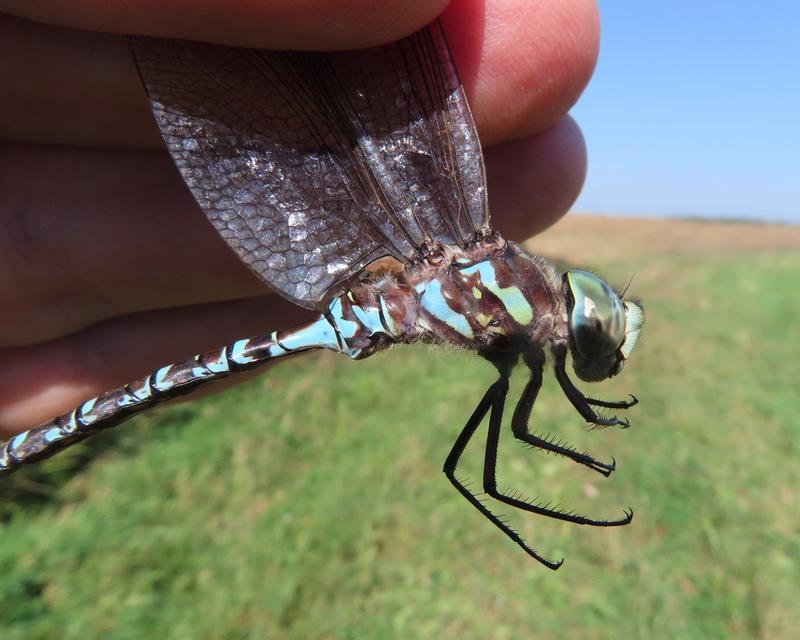 Photo of Canada Darner