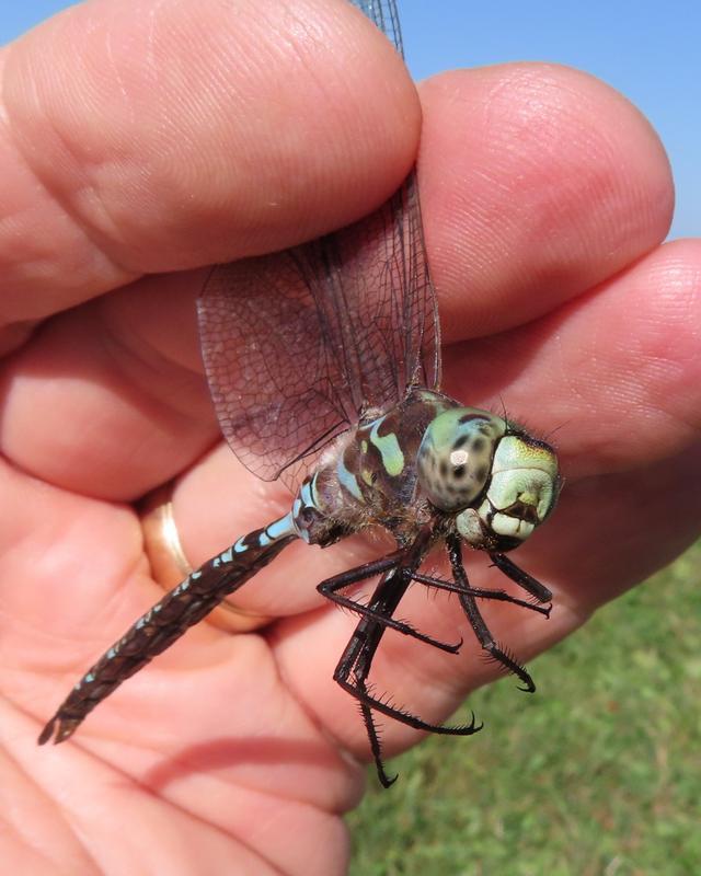 Photo of Canada Darner