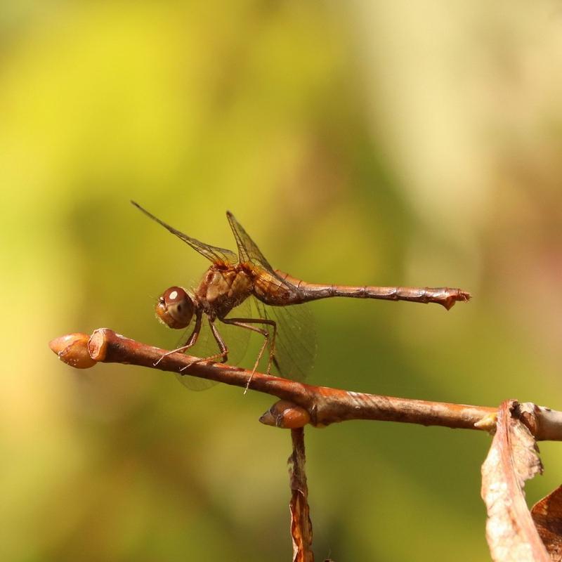 Photo of Autumn Meadowhawk