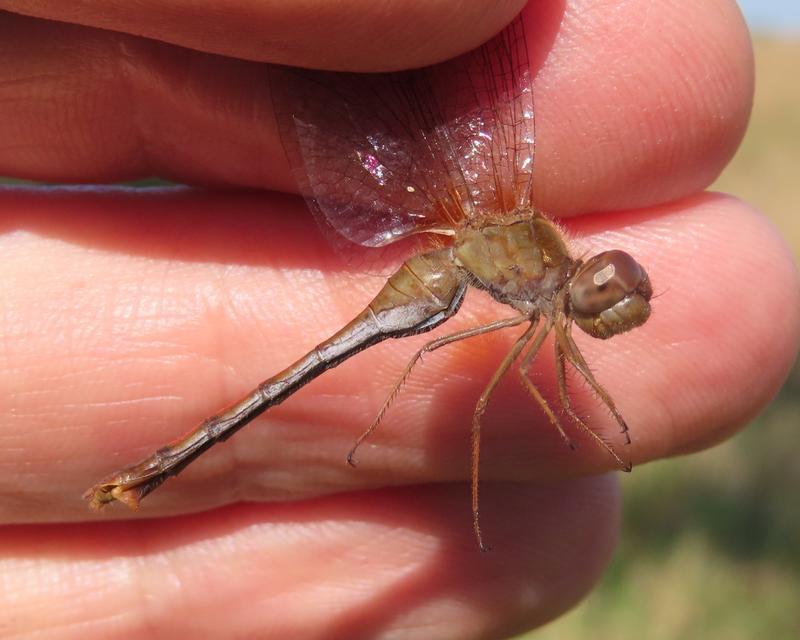 Photo of Autumn Meadowhawk