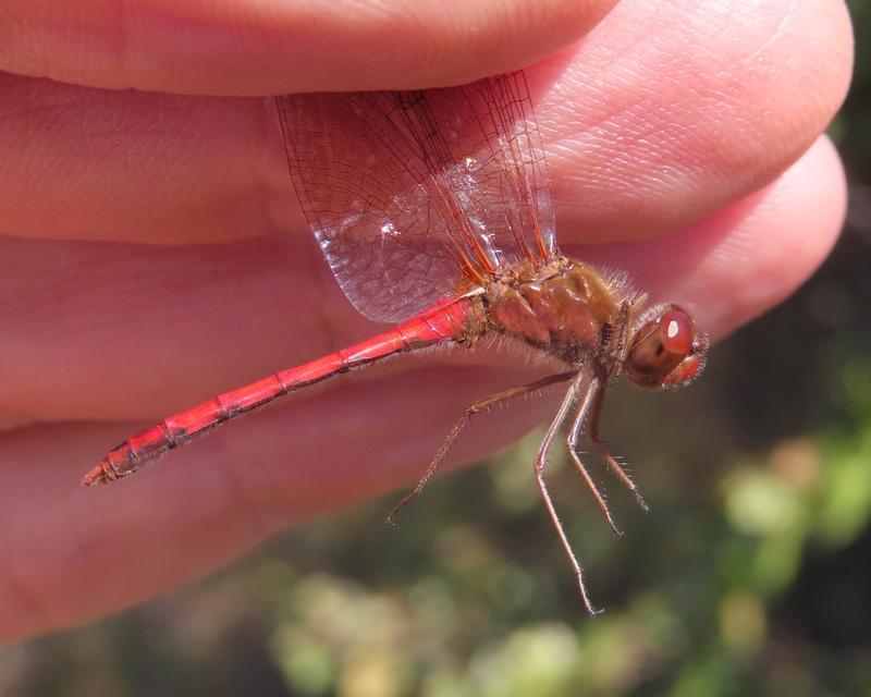 Photo of Autumn Meadowhawk