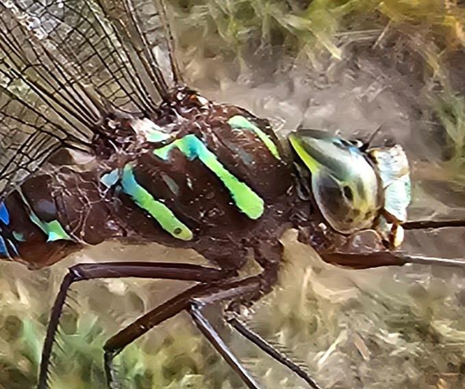 Photo of Shadow Darner