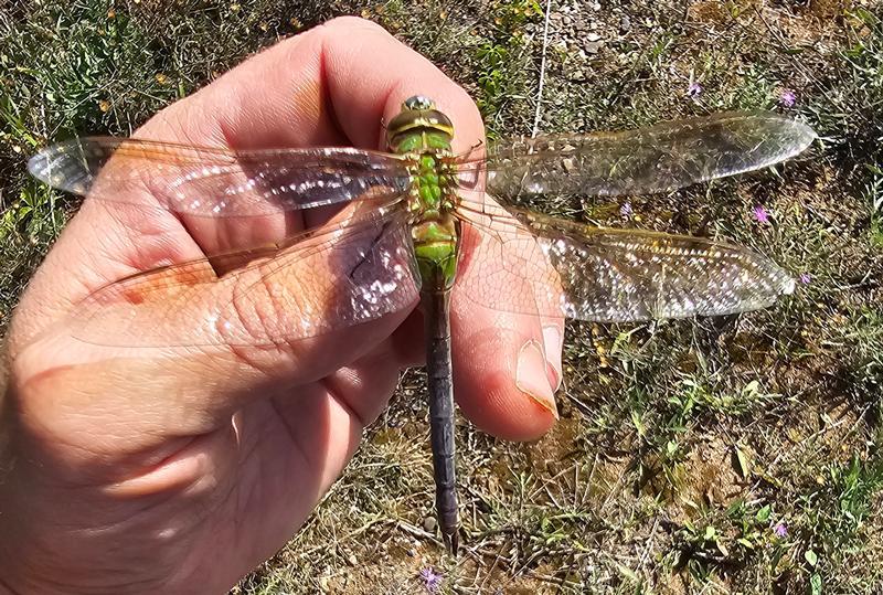 Photo of Common Green Darner