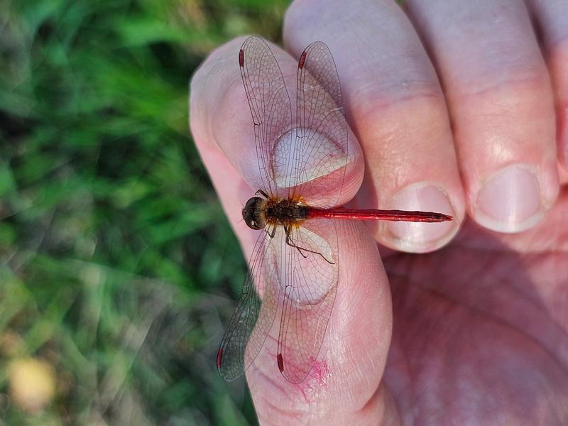 Photo of Autumn Meadowhawk