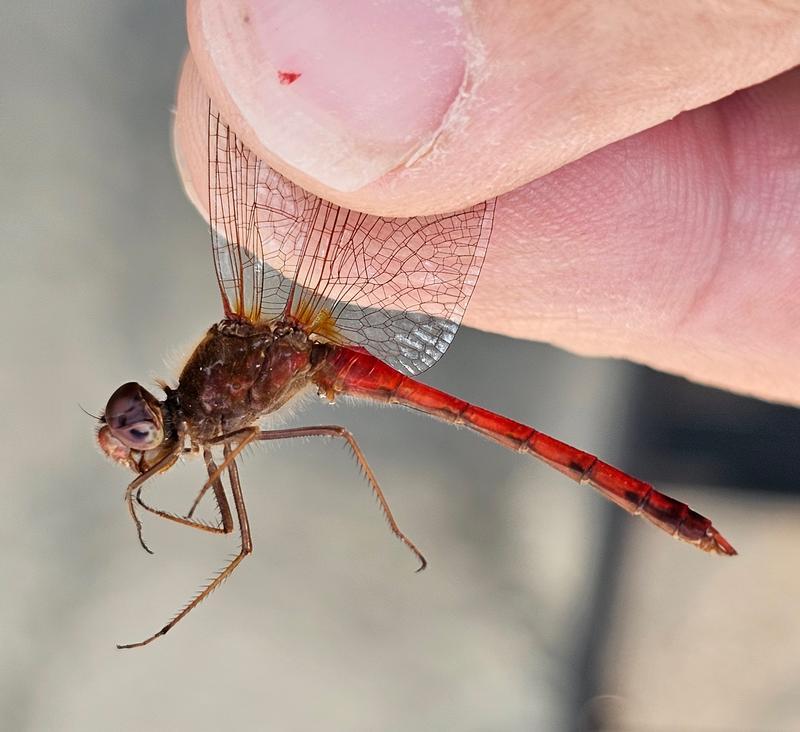 Photo of Autumn Meadowhawk