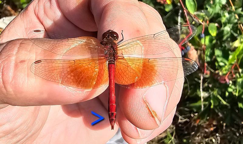 Photo of Band-winged Meadowhawk