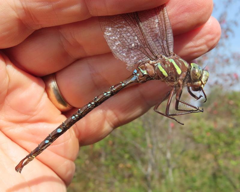 Photo of Shadow Darner