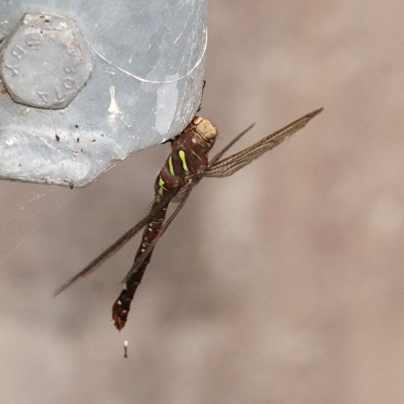 Photo of Shadow Darner