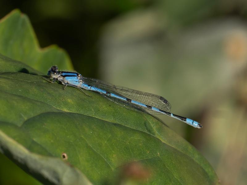 Photo of Familiar Bluet