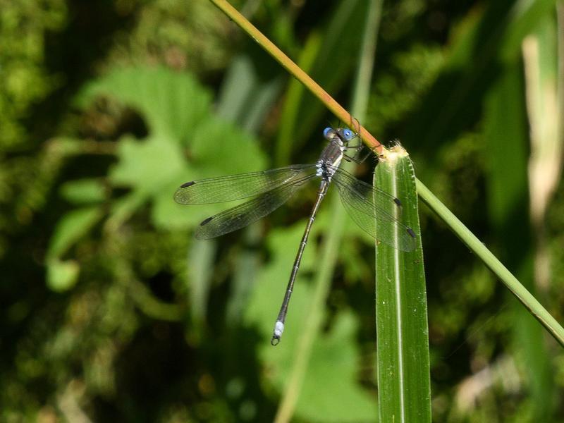 Photo of Great Spreadwing