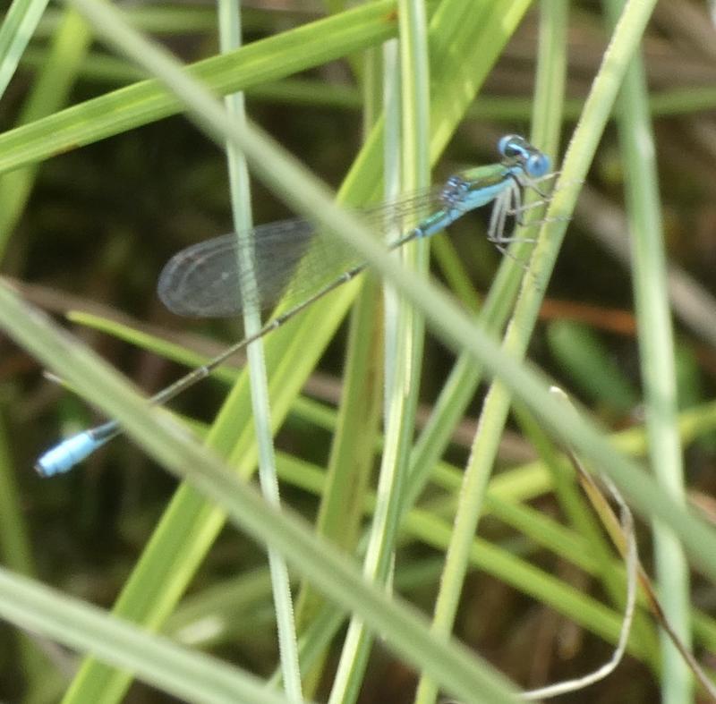 Photo of Sphagnum Sprite