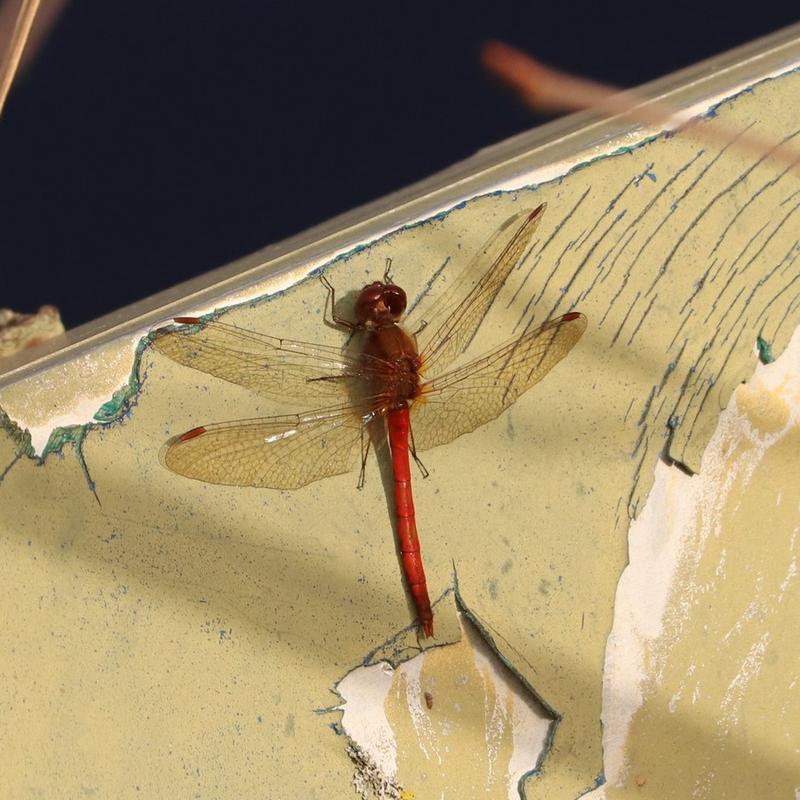 Photo of Autumn Meadowhawk