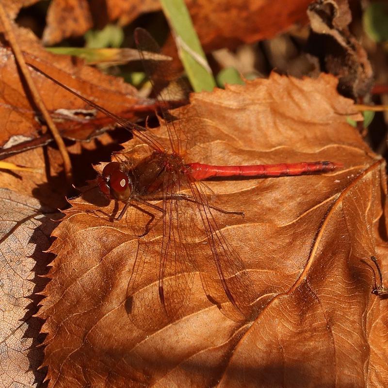 Photo of Autumn Meadowhawk