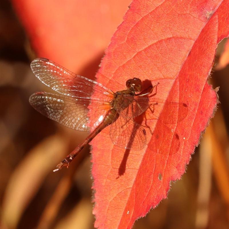 Photo of Autumn Meadowhawk