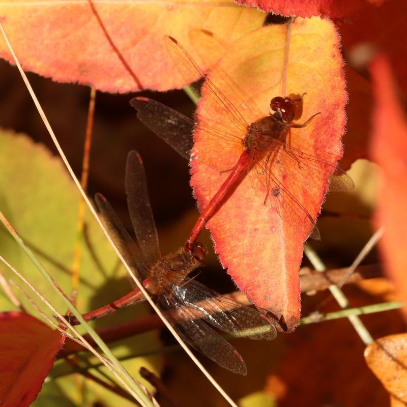 Photo of Autumn Meadowhawk