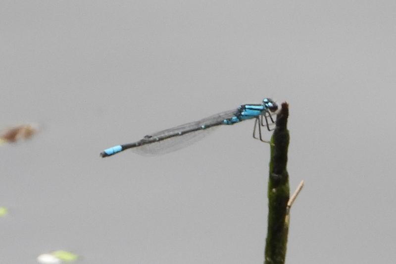 Photo of Skimming Bluet