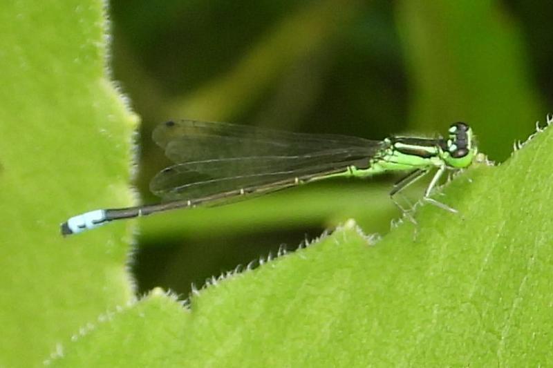 Photo of Eastern Forktail